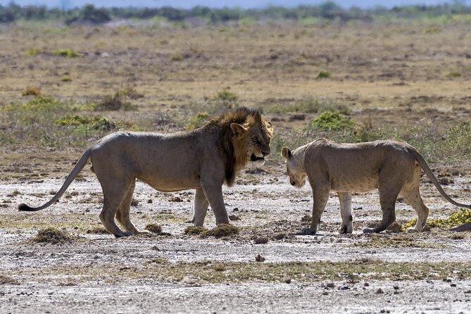 2 Days safari of Masai Mara - Food, water, and the small comforts that keep you sane
