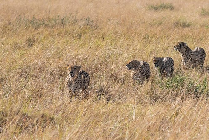 2 Days safari of Masai Mara - Overnight at Mara Springs tented camp, why sleeping inside matters