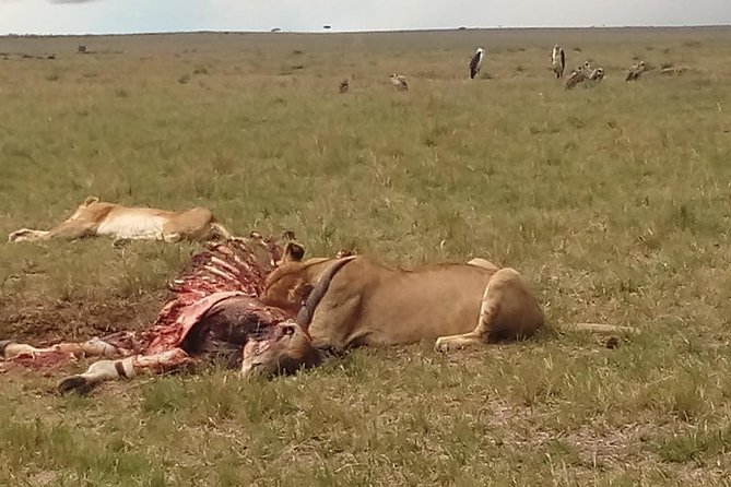 2 Days Safari to Maasai Mara NR - Mid range. - From Nairobi to the Mara, With Rift Valley Views Along the Way