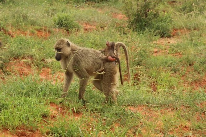 2 Days Safari Tsavo East - Two days in Tsavo East: what you really get for $600