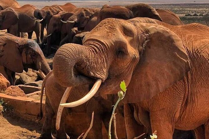 2 Days Safari Tsavo East - Day 2: early breakfast, a long drive block, and a second Tsavo East game drive