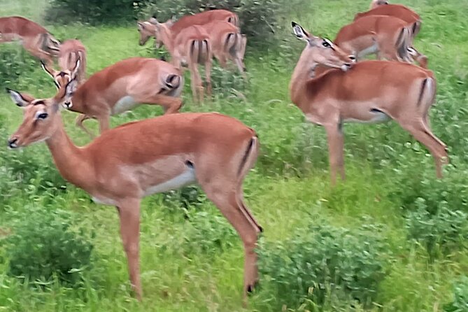 2 Days Safari Tsavo East - Private means your pace is more yours