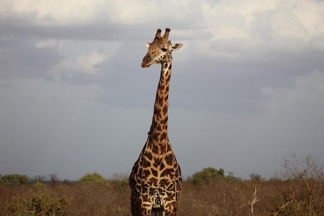 2 Days Safari Tsavo East - Guide language, customization, and the review-shaped reality