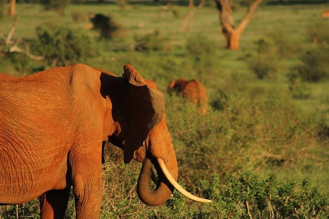 2 Days Safari Tsavo East - What Day 1 inclusion means for you (meals, park fees, and water)