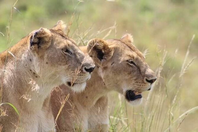 2 Days Salt Lick Safari Tour - Key Highlights You Will Feel on This Safari