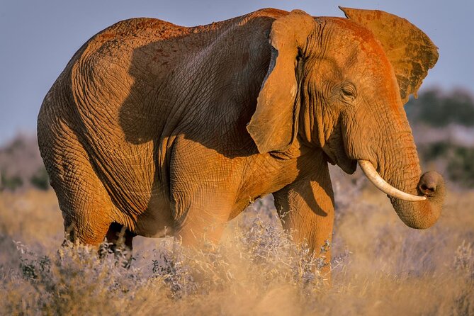 2 Days Tsavo East and Ngutuni Sanctuary starting from Mombasa. - Key takeaways before you go