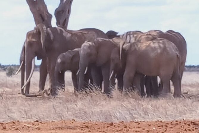2 Days Tsavo East and Ngutuni Sanctuary starting from Mombasa. - Day 1: Bachuma Gate, Ngutuni Lodge lunch, and the afternoon drive