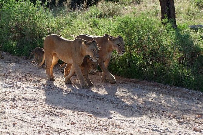 2 Days Tsavo East and Ngutuni Sanctuary starting from Mombasa. - Ngutuni Lodge and meals, what’s included and why it helps