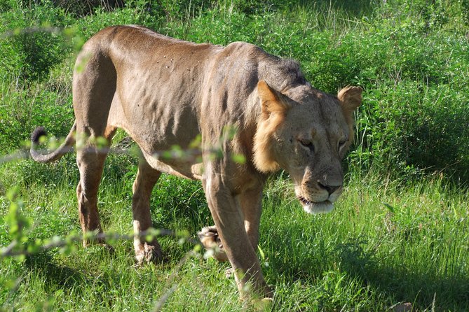 2 Days Tsavo East and Ngutuni Sanctuary starting from Mombasa. - Wildlife viewing, what you can realistically aim for