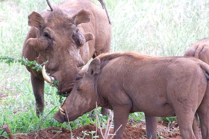 2 Days Tsavo East and Ngutuni Sanctuary starting from Mombasa. - Price and value from $742 per person, what you get for the money
