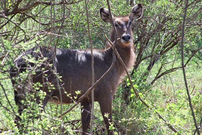 2 Days Tsavo East and Ngutuni Sanctuary starting from Mombasa. - Who should book this 2-day Tsavo East and Ngutuni tour