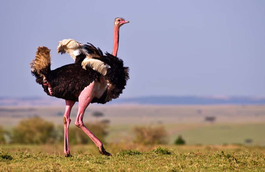 2 days Tsavo East and saltlick safari from Diani/Mombasa - Tsavo East and Taita Hills in two days, the real pacing