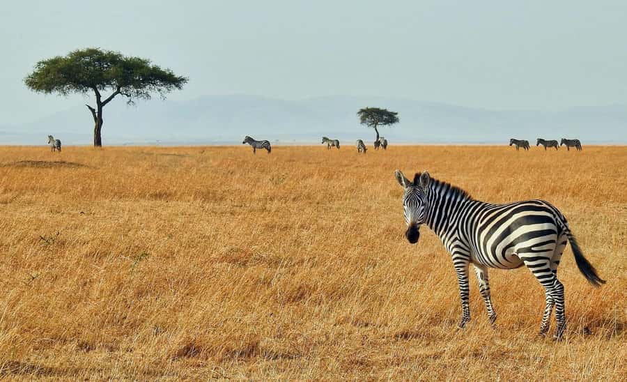2 days Tsavo East and saltlick safari from Diani/Mombasa - Saltlick Safari Lodge on stilts, why the view is the point