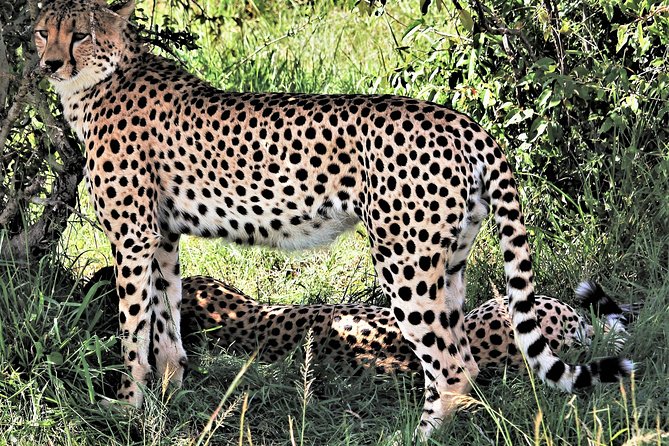 2 Days Tsavo East National Park Tour From Mombasa/Diani (1 Night) - Key highlights worth your attention