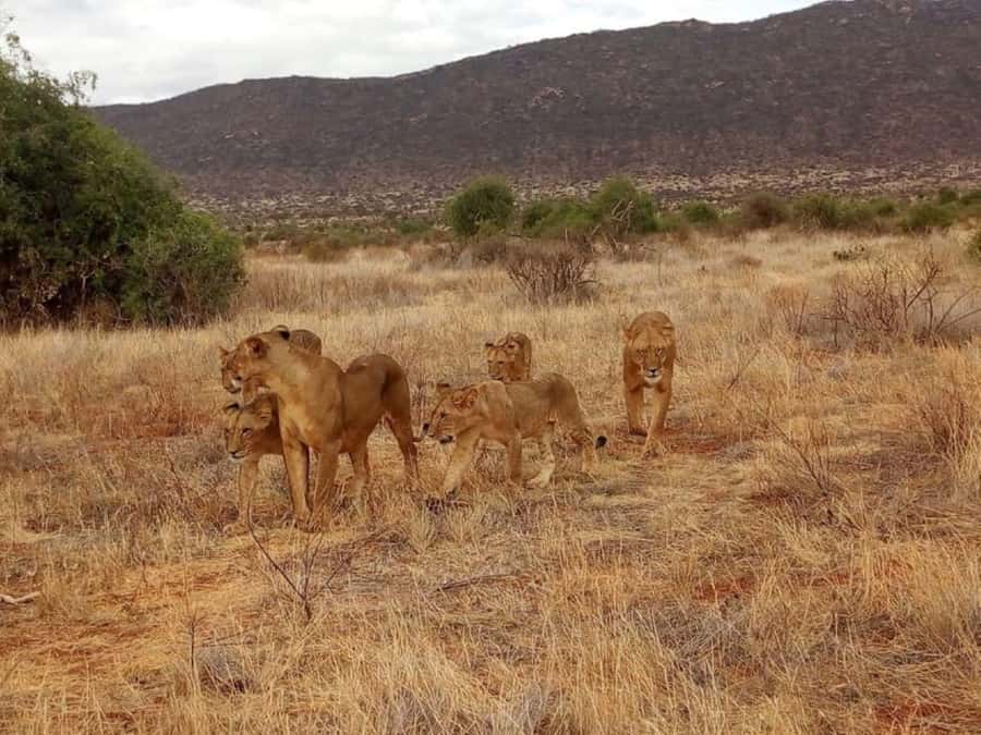 2-Days Wildlife Safari to Tsavo East & Tsavo West Park - Key things that make this Tsavo safari worth your time