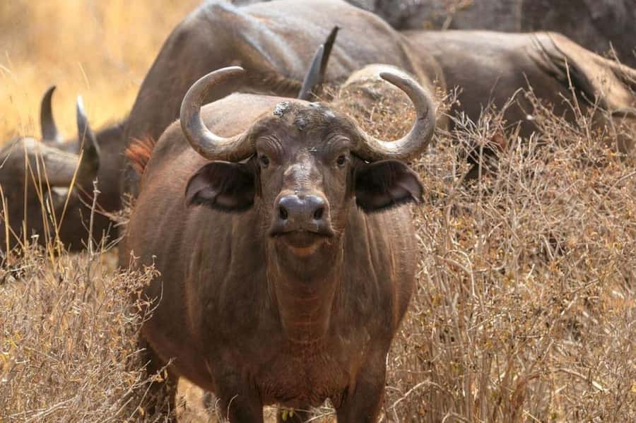 2-Days Wildlife Safari to Tsavo East & Tsavo West Park - Day 1 lodging and food: what to expect when you’re tired and hopeful