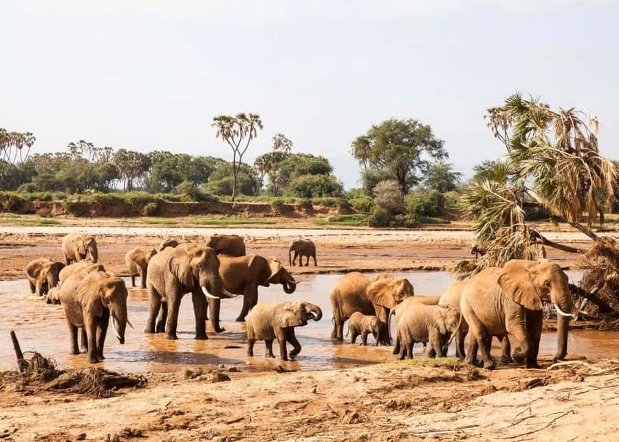 2-Days Wildlife Safari to Tsavo East & Tsavo West Park - What you can realistically spot: animals, odds, and how to stay patient