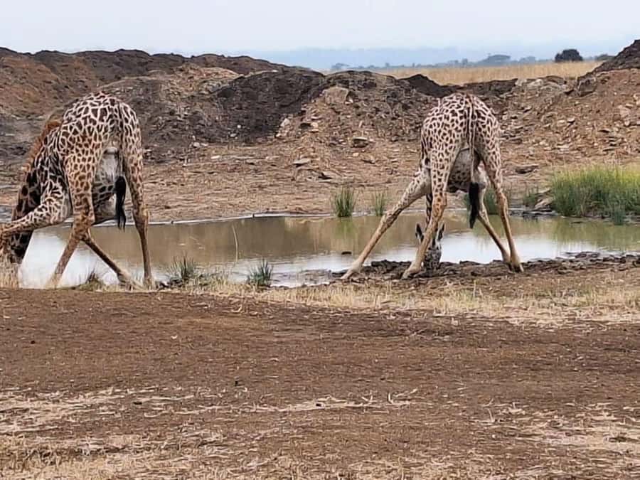 2-Days Wildlife Safari to Tsavo East & Tsavo West Park - Transportation and timing: long drives that still feel worth it