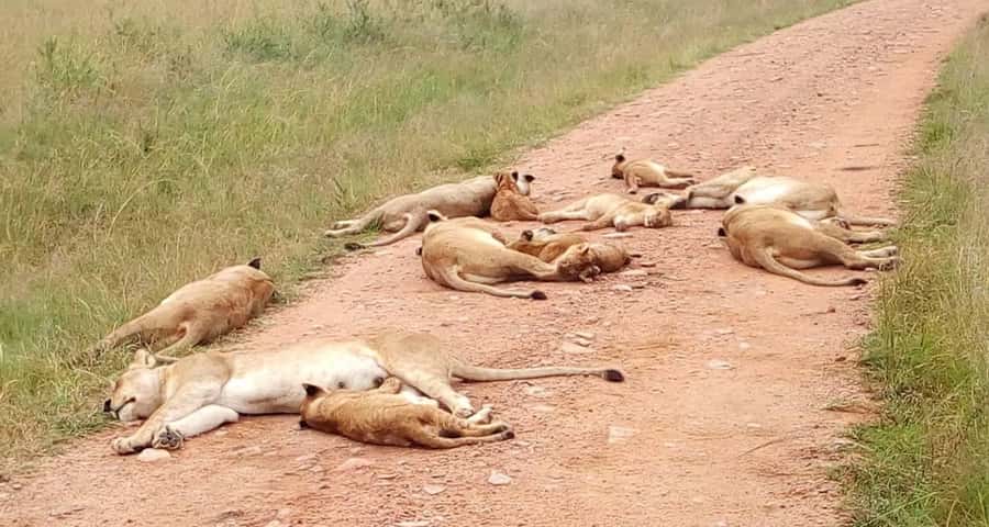 2-Days Wildlife Safari to Tsavo East & Tsavo West Park - Price and value: is $438 per person a fair trade?