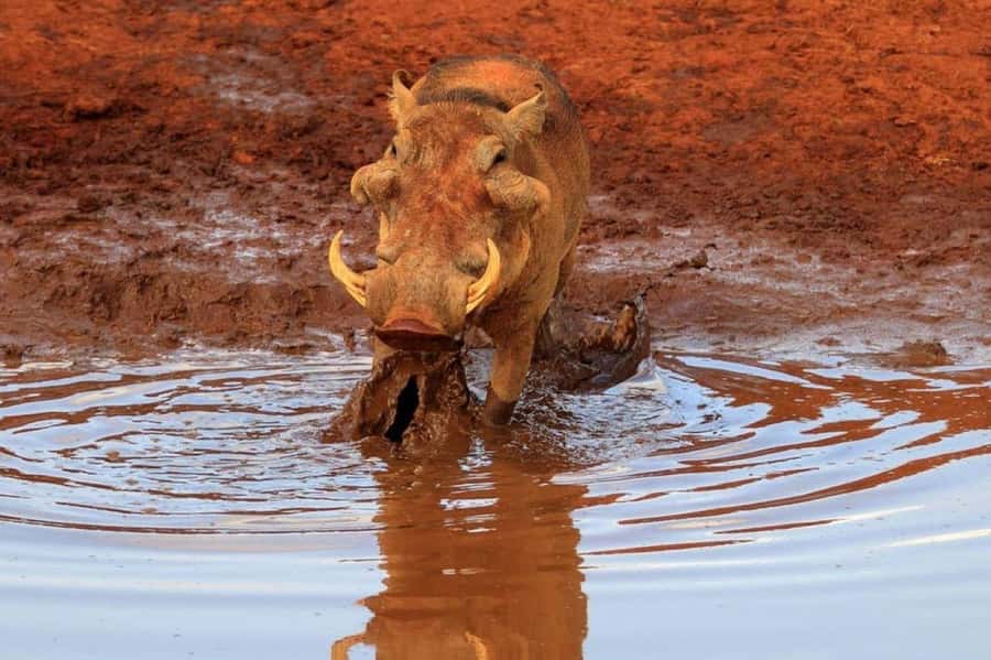 2-Days Wildlife Safari to Tsavo East & Tsavo West Park - Day 1: Nairobi to Tsavo East, then Tsavo West and a rhino-focused push