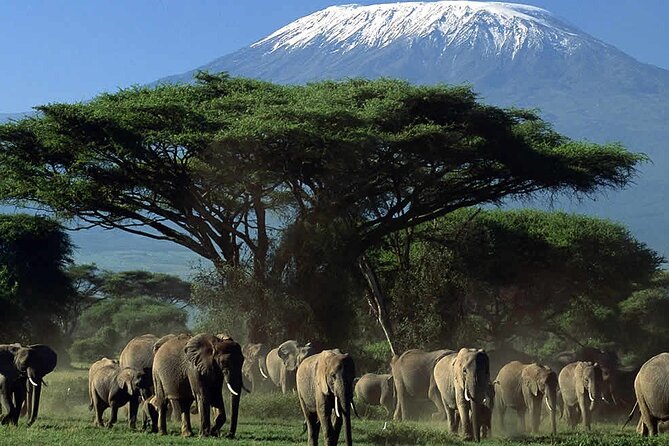 2 Nights 3 Days Amboseli National Park With 4<em>4 Vehicle – Key Highlights You’ll Actually Care About’ /></p>
<ul>
<li><strong>4×4 transport for off-road game viewing</strong> so you can reach likely animal areas without feeling stuck on the main road.</li>
<li><strong>Two full wildlife days</strong> for more chances at big sightings, not just a quick look and go.</li>
<li><strong>Meals are handled for you</strong>: breakfast (2), lunch (2), dinner (2), plus a packed lunch on the long park day.</li>
<li><strong>Kilimanjaro views are part of the experience</strong> since Amboseli is famous for seeing the mountain across the plains.</li>
<li><strong>A professional tour guide in your seat</strong> with helpful spotting and pacing, including praised guides like Francis, James, John, Joseph, and Jumaa.</li>
<li><strong>Entrance fees and park access included</strong> so you are not doing paperwork mid-trip.</li>
</ul>
<div class="twil" style="margin: 20px 0; padding: 15px 0;"><p>Amboseli departures we also sat down with</p><ul style="margin: 10px 0; padding: 0; list-style: none; display: grid; grid-template-columns: repeat(auto-fill, minmax(250px, 1fr)); gap: 14px;"><li style="border: 1px solid #e5e5e5; border-radius: 8px; overflow: hidden; line-height: 1.4; background: #fff;"><a href="https://thekenyatraveler.com/nairobi-day-tour-to-amboseli-national-park-maasai-village/" aria-hidden="true" tabindex="-1"><img decoding="async" style="width: 100%; height: 150px; object-fit: cover; display: block;" src="https://imgs.thekenyatraveler.com/wp-content/uploads/nairobi-day-tour-to-amboseli-national-park-maasai-village-400x267.jpg" alt="" loading="lazy"></a><div style="padding: 10px 12px;"><a href="https://thekenyatraveler.com/nairobi-day-tour-to-amboseli-national-park-maasai-village/" style="font-weight: 600;">Nairobi: Day Tour to Amboseli National Park & Maasai Village</a><br><span style="font-size: 0.82em; color: #555; margin-top: 4px;"><span style="color: #C8781E;">★</span> 4.5 &middot; 310 reviews</span></div></li><li style="border: 1px solid #e5e5e5; border-radius: 8px; overflow: hidden; line-height: 1.4; background: #fff;"><a href="https://thekenyatraveler.com/day-tour-to-amboseli-national-park/" aria-hidden="true" tabindex="-1"><img decoding="async" style="width: 100%; height: 150px; object-fit: cover; display: block;" src="https://imgs.thekenyatraveler.com/wp-content/uploads/day-tour-to-amboseli-national-park-400x266.jpg" alt="" loading="lazy"></a><div style="padding: 10px 12px;"><a href="https://thekenyatraveler.com/day-tour-to-amboseli-national-park/" style="font-weight: 600;">Day Tour to Amboseli National Park</a><br><span style="font-size: 0.82em; color: #555; margin-top: 4px;"><span style="color: #C8781E;">★</span> 5.0 &middot; 222 reviews</span></div></li><li style="border: 1px solid #e5e5e5; border-radius: 8px; overflow: hidden; line-height: 1.4; background: #fff;"><a href="https://thekenyatraveler.com/amboseli-day-tour-from-nairobi/" aria-hidden="true" tabindex="-1"><img decoding="async" style="width: 100%; height: 150px; object-fit: cover; display: block;" src="https://imgs.thekenyatraveler.com/wp-content/uploads/amboseli-day-tour-from-nairobi-400x267.jpg" alt="" loading="lazy"></a><div style="padding: 10px 12px;"><a href="https://thekenyatraveler.com/amboseli-day-tour-from-nairobi/" style="font-weight: 600;">Amboseli Day Tour from Nairobi</a><br><span style="font-size: 0.82em; color: #555; margin-top: 4px;"><span style="color: #C8781E;">★</span> 5.0 &middot; 84 reviews</span></div></li><li style="border: 1px solid #e5e5e5; border-radius: 8px; overflow: hidden; line-height: 1.4; background: #fff;"><a href="https://thekenyatraveler.com/day-trip-amboseli-national-park-maasai-village-nairobi/" aria-hidden="true" tabindex="-1"><img decoding="async" style="width: 100%; height: 150px; object-fit: cover; display: block;" src="https://imgs.thekenyatraveler.com/wp-content/uploads/day-trip-amboseli-national-park-maasai-village-nairobi-400x266.jpg" alt="" loading="lazy"></a><div style="padding: 10px 12px;"><a href="https://thekenyatraveler.com/day-trip-amboseli-national-park-maasai-village-nairobi/" style="font-weight: 600;">Day Trip: Amboseli National Park & Maasai Village – Nairobi</a><br><span style="font-size: 0.82em; color: #555; margin-top: 4px;"><span style="color: #C8781E;">★</span> 4.4 &middot; 69 reviews</span></div></li></ul></div><h2 id="amboseli-and-kilimanjaro-views-from-your-first-drive">Amboseli and Kilimanjaro Views From Your First Drive</h2>
<p><img width="669" height="446" decoding="async" src=
