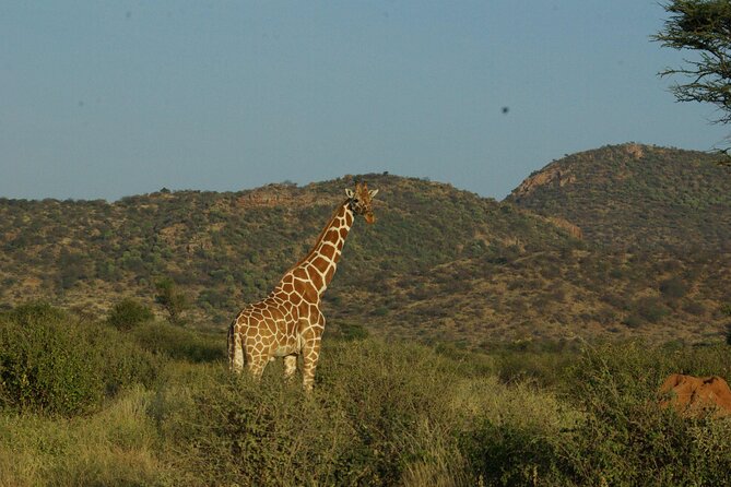 2 nights 3 days Masai Mara safari package - Early morning in Maasai Mara, then ride back to Nairobi