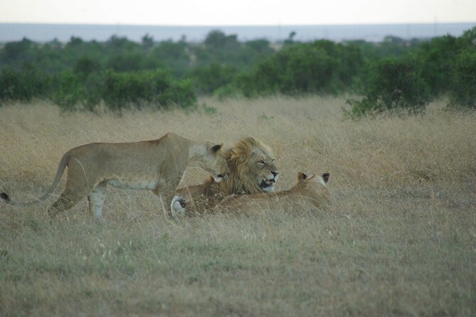 2 nights 3 days Masai Mara safari package - Private safari energy with a flexible group option