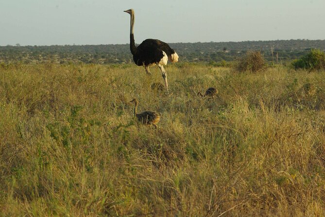 2 nights 3 days Masai Mara safari package - Wildlife viewing tips that match this schedule
