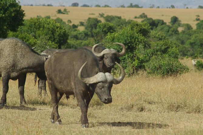 2 nights 3 days Masai Mara safari package - What you can realistically spot in Masai Mara