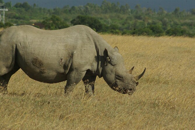 2 nights 3 days Masai Mara safari package - Price and value: what $870.39 per person really buys