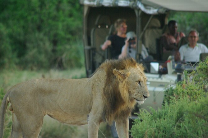 2 nights 3 days Masai Mara safari package - Mara River day: the best chance at big energy wildlife
