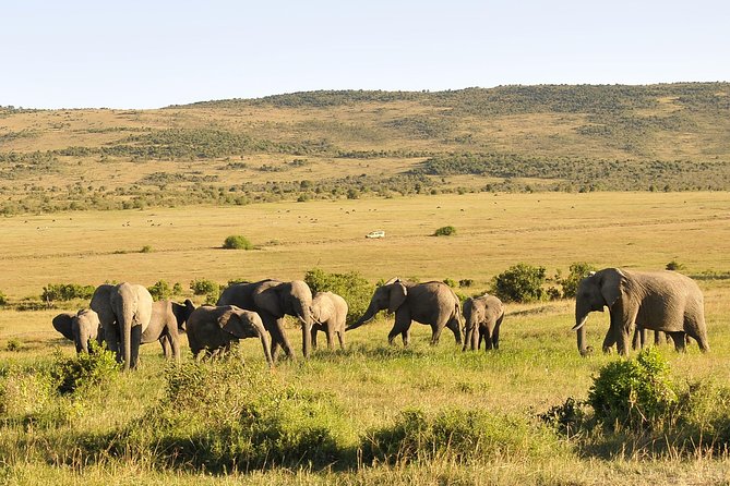 3 Day 2 Nights Maasai Mara Safari - Key Highlights You’ll Actually Feel
