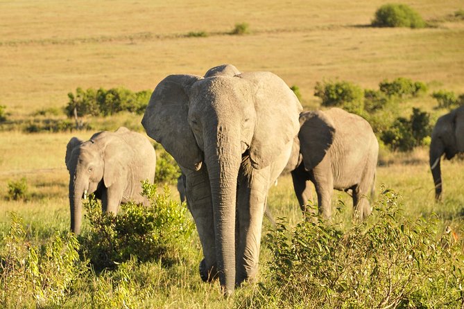 3 Day 2 Nights Maasai Mara Safari - Maasai Mara in 3 Days: What This Itinerary Sets You Up For