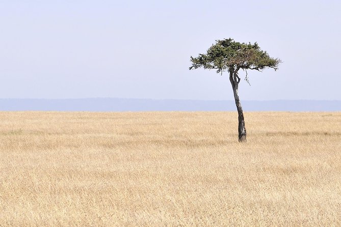 3 Day 2 Nights Maasai Mara Safari - Day 1: Afternoon Game Drive and Getting a Lions-First Imagination