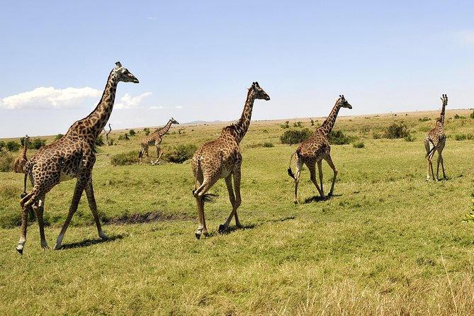 3 Day 2 Nights Maasai Mara Safari - Day 3: Short Maasai Village Visit, Then Back to Nairobi with Lunch En Route