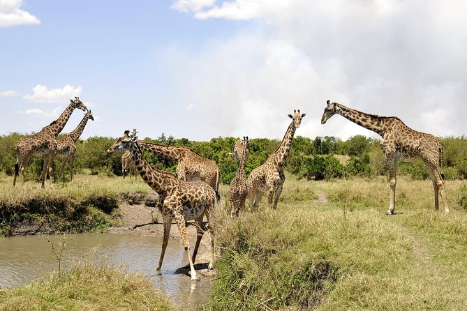 3 Day 2 Nights Maasai Mara Safari - Price and Value: What $390 Really Buys You