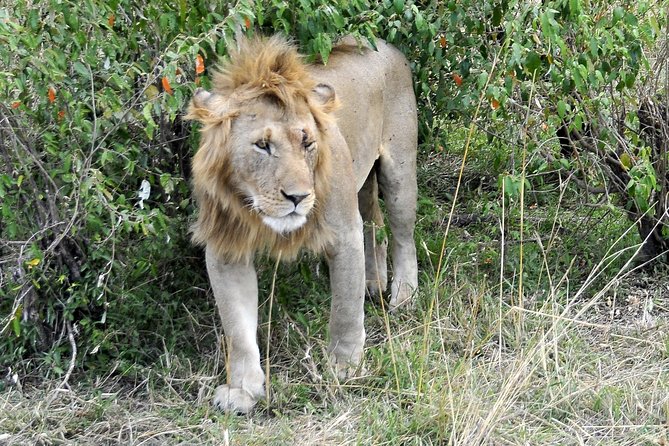 3 Day 2 Nights Maasai Mara Safari - The Big Five Dream, and How to Turn It Into Realistic Fun