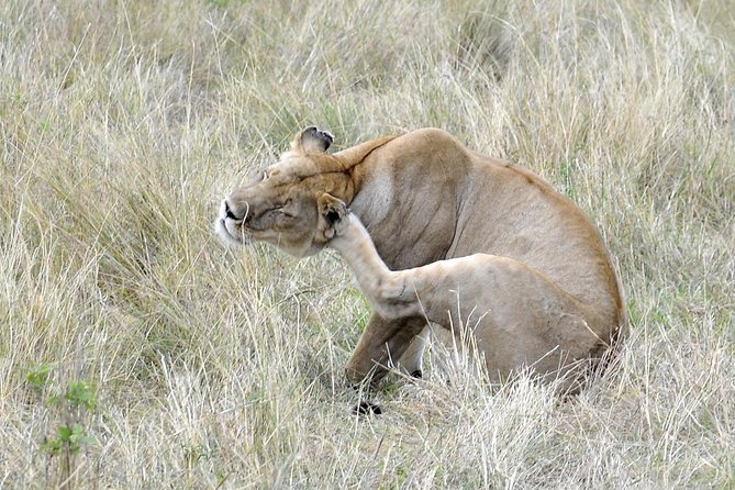 3 Day 2 Nights Maasai Mara Safari - Unlimited Game Drives: Flexibility That Helps Your Eyes