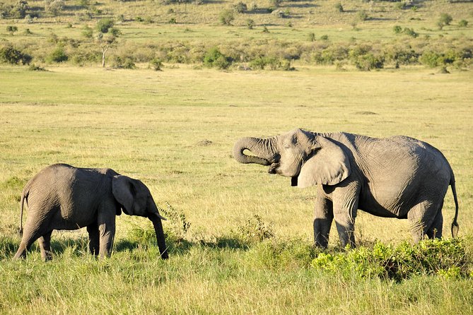 3 Day 2 Nights Maasai Mara Safari - Nairobi Pickup and the Rift Valley Drive via Narok