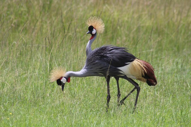 3-Day Amboseli National Reserve Safari from Nairobi - Why Amboseli in 3 Days From Nairobi Makes Sense
