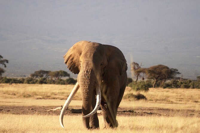 3-Day Amboseli National Reserve Safari from Nairobi - Nairobi Pickup at 7:30am, Then Real Savanna Road Time