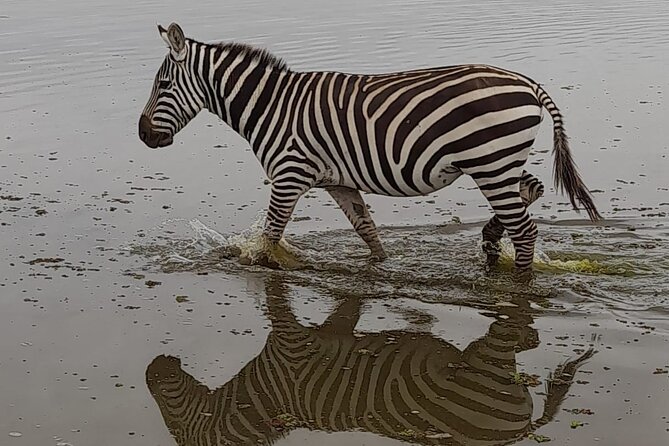 3-Day Amboseli Safari from Nairobi - Day 2: Full-Day Wildlife, Observation Hill Picnic, and Getting Out Early Enough