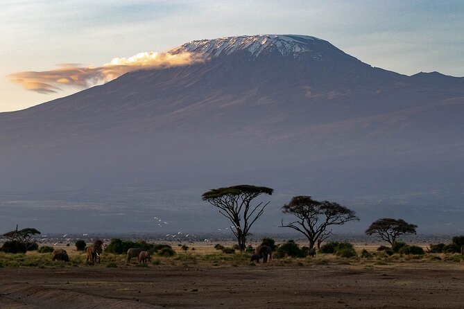 3-Day Amboseli Safari from Nairobi - Price and Value: Is $680 a Fair Deal for 3 Days?
