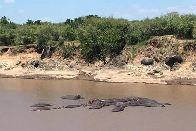3-DAY Best Maasai Mara Safari (POPULAR) - Day 3 Pre-Breakfast Game Drive and a Maasai Village Visit