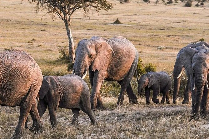 3-DAY Best Maasai Mara Safari (POPULAR) - Where the Value Comes From: Price, Park Fees, and the Real Total