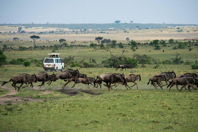 3-DAY Best Maasai Mara Safari (POPULAR) - Day 1 Nairobi to Maasai Mara: Narok Lunch and a Sunset Drive