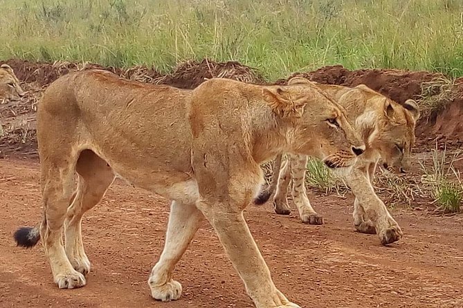 3-day Budget Safari To Maasai Mara - Price and Value: What Your $375 Per Person Actually Covers