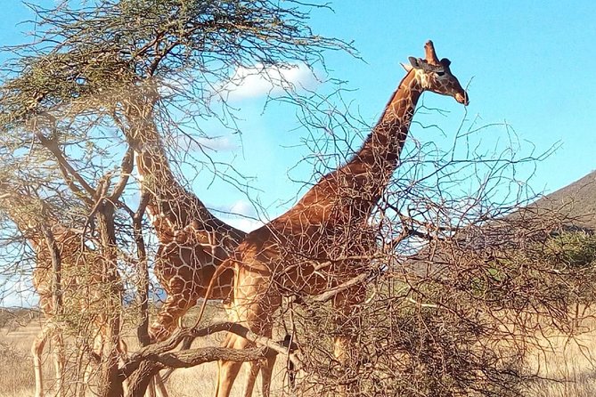 3-day Budget Safari To Maasai Mara - Who This Safari Is Best For