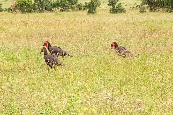 3-day Budget Safari To Maasai Mara - Day 1: Escarpment Photos, Narok Lunch, and the 4:00 pm Dusk Drive