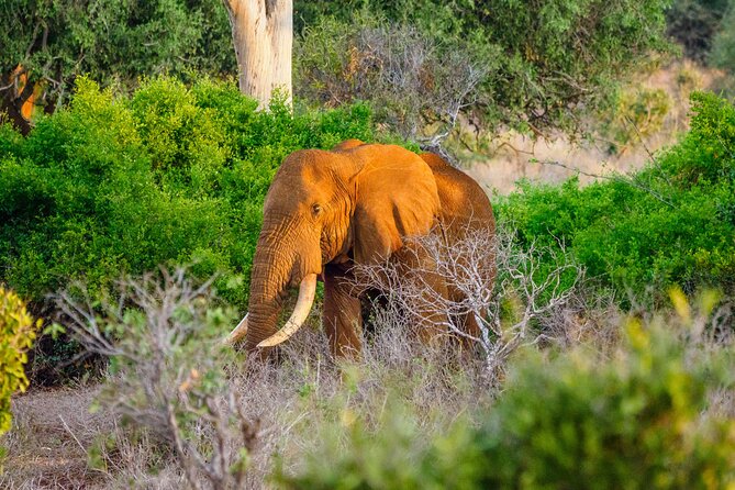 3 day Diani Beach To Tsavo East & West - Key highlights worth planning around